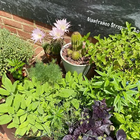 D'artemisia D'hotes 폰트 세인트 마르틴